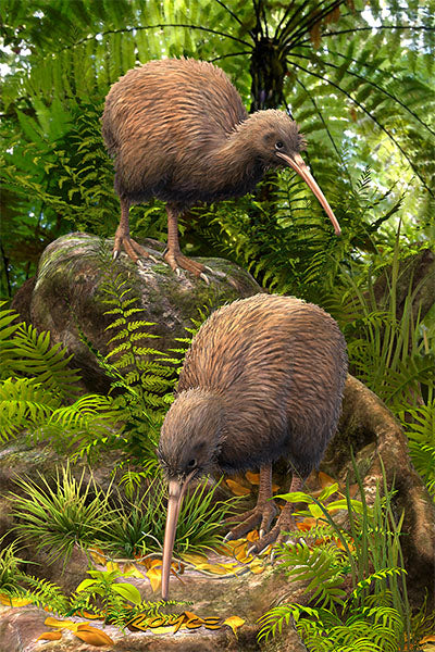 Postcards - Kiwi