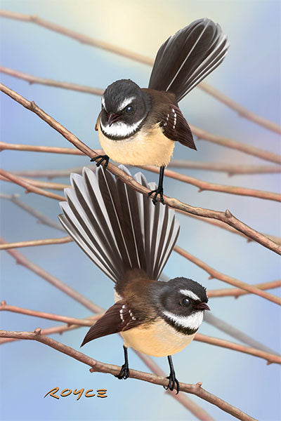 Postcards - Fantail