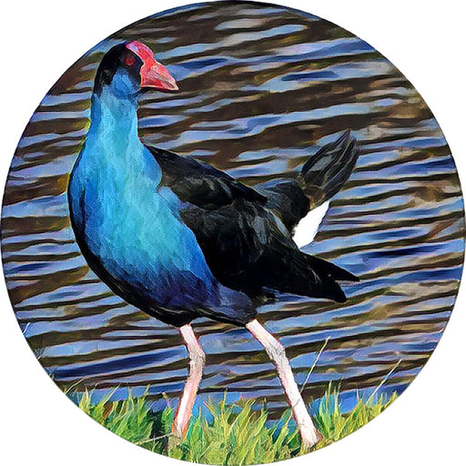 New Zealand Coasters - New Zealand Birds