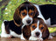 Clementoni - Close Together Puzzle - Beagle Puppies 500 pcs