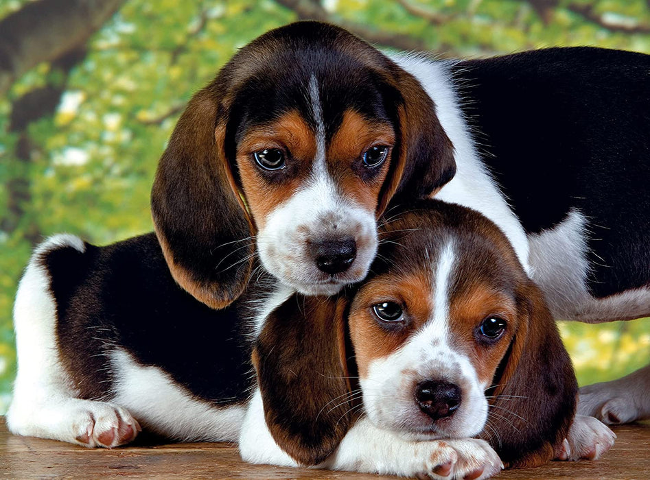 Clementoni - Close Together Puzzle - Beagle Puppies 500 pcs