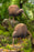 Postcards - Kiwi