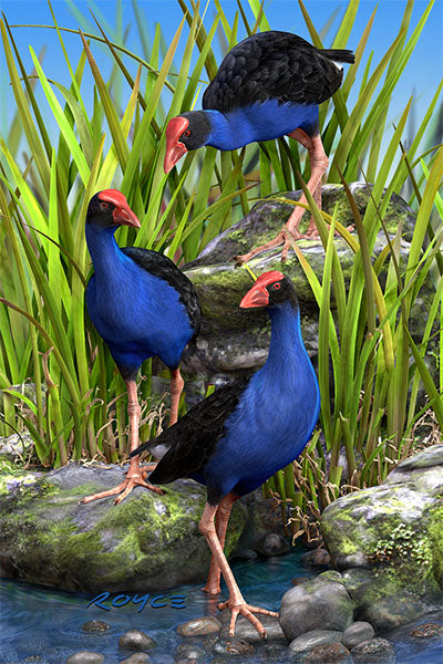 Postcards - Wet Feet (Pukeko)