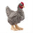 Schleich - Plymouth Rock Chicken (New 2025)