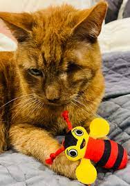 Buzzy Bee and Friends - Buzzy Bee Cat Toy