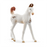 Schleich - Marwari Foal (new 2025)