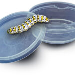 SES Creative - Insect Explorer