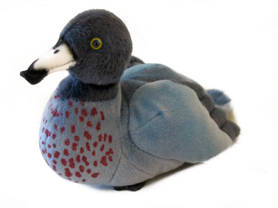 Antics: Sound Bird - Blue Duck Whio