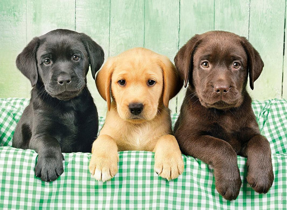 Clementoni - Three Labs (Labrador) Puzzle 1000 pcs