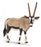 Schleich - Oryx