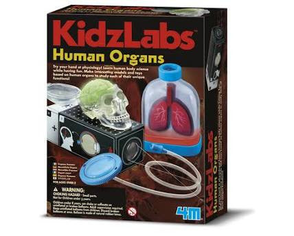 4M KidzLabs - Human Organs