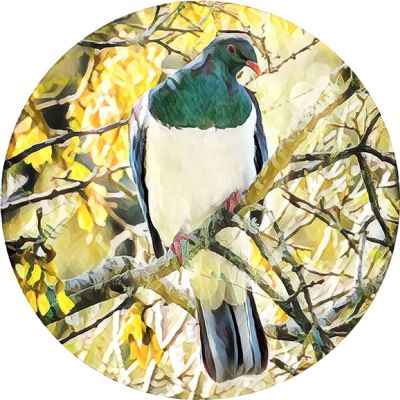 New Zealand Coasters - New Zealand Birds