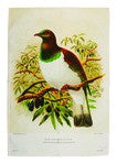 Wood Pigeon Prestige Tea Towel