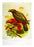 Kaka Parrot Prestige Tea Towel