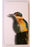 Wildside KP26 - Shadow Board Kingfisher (Small)