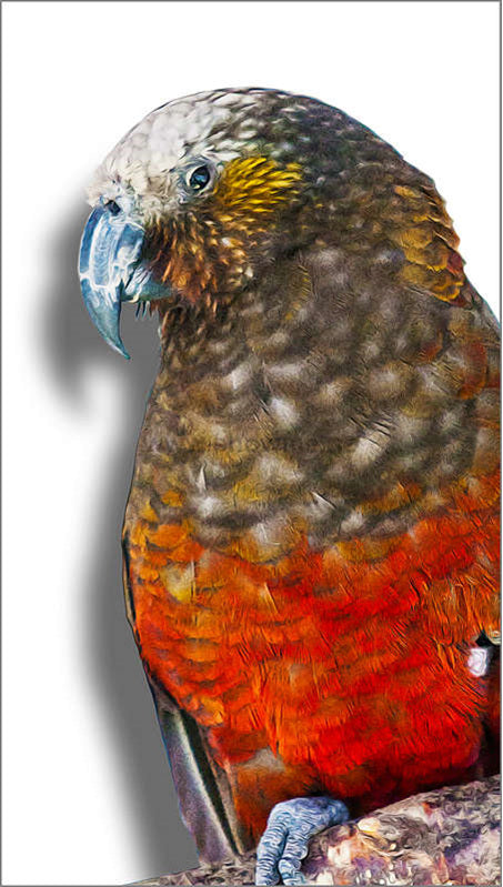 Wildside KP11 - Shadow Board Kaka 34 x 19 cm